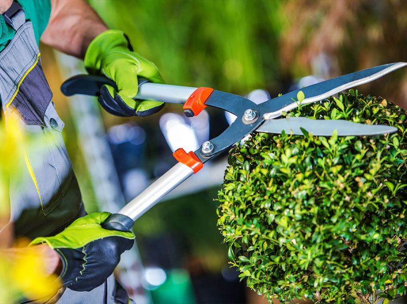 servizio di potatura piante e siepi giardino